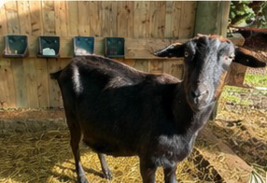 Gipsy à l'étable