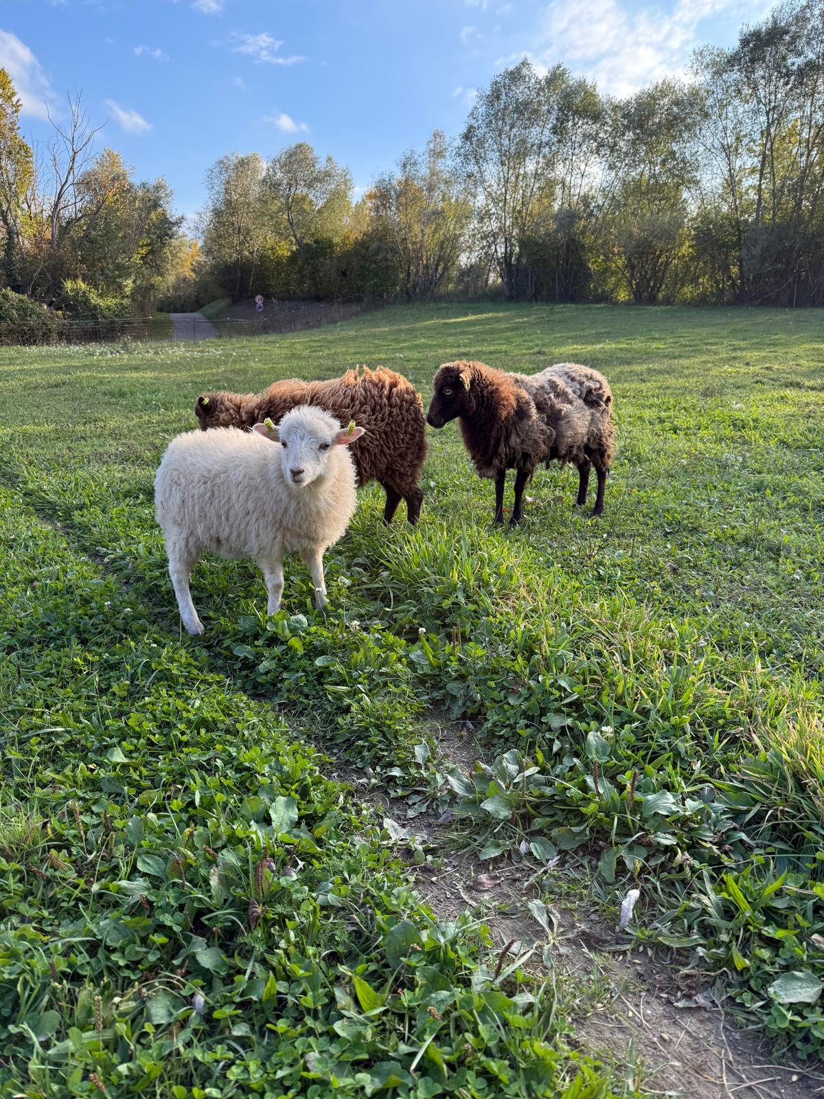 Moutons