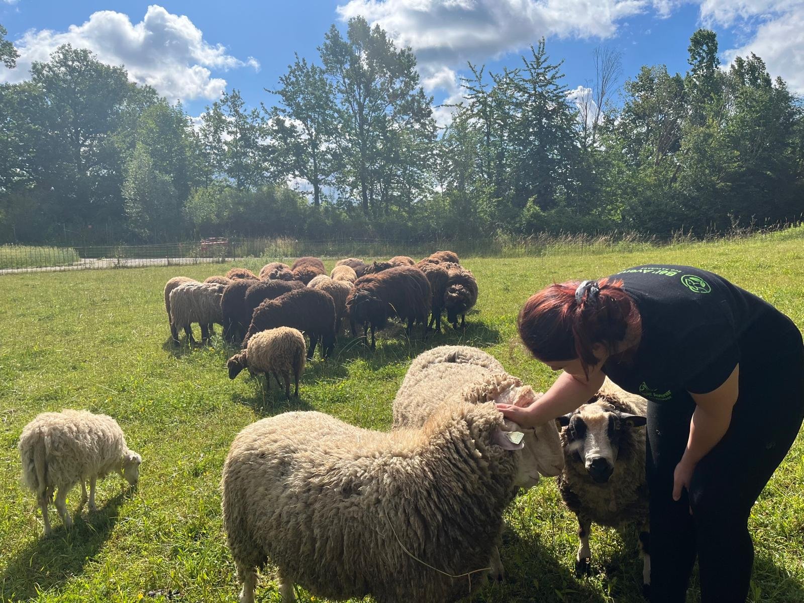 Moutons de la ferme Bêl'Avenir